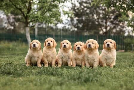 golden retriever puppies 03425655411