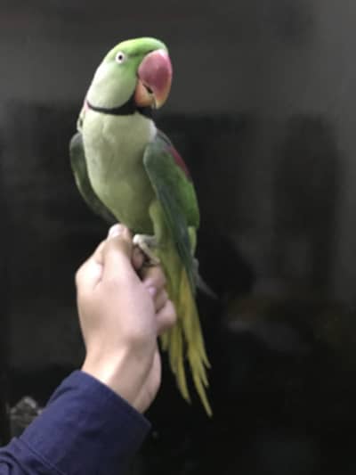 Hande tame parrot for sale