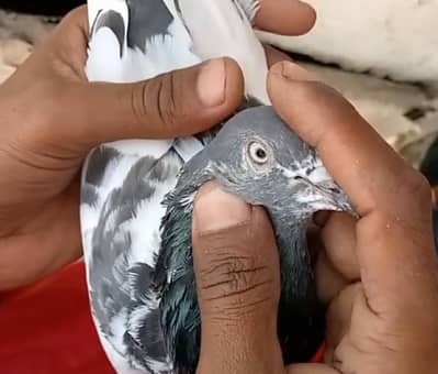 Bachy udany Wala Tedi pair