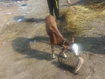 1 ada Australian cow