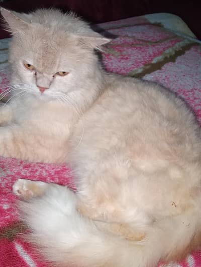 persian cat in brown colour