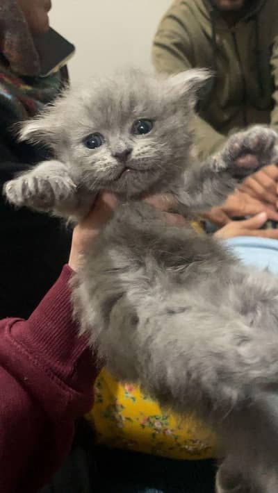 Purebred British LongHair