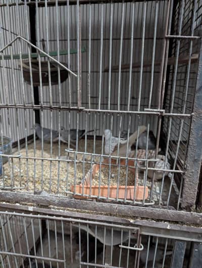 Dove Pied Bird ( All Categories - Read Ad First )