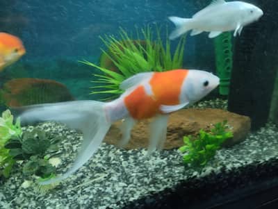 High-Fin Single Tail Goldfish
