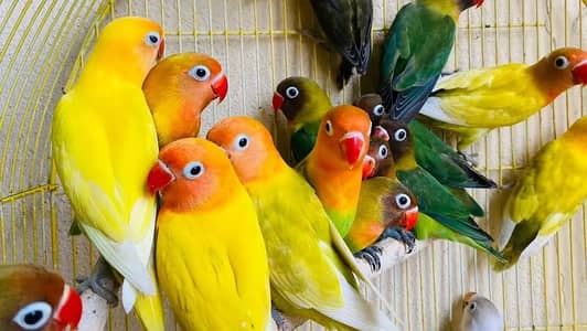 Lovebird | Cremino | albino | Parblue | rozicoly | opaline | parrot