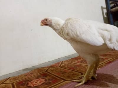 indian parot beak female