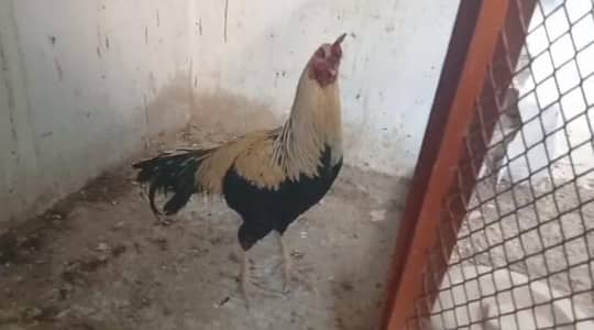 Hens for sale All setup