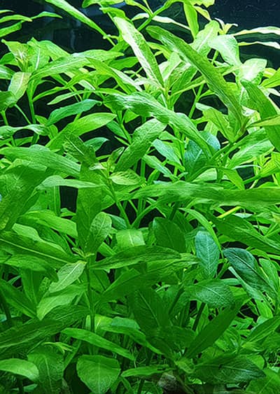 Aquarium Plants