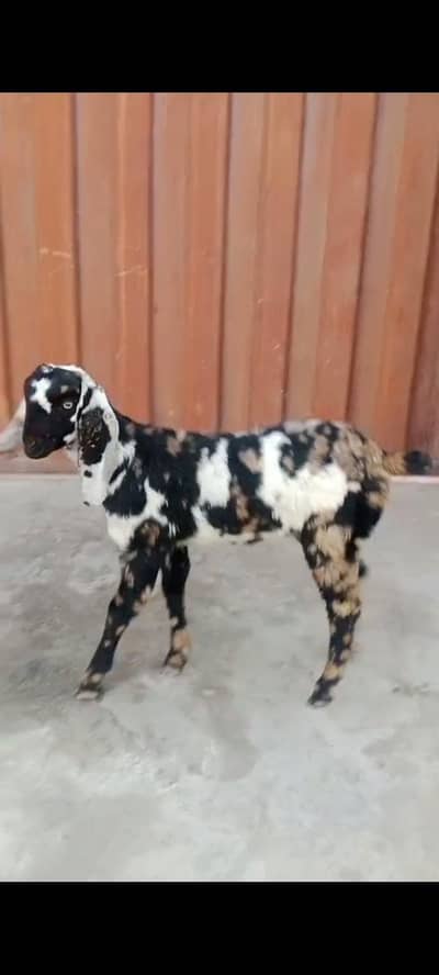 Female Goat | Beetal bakri | Goat