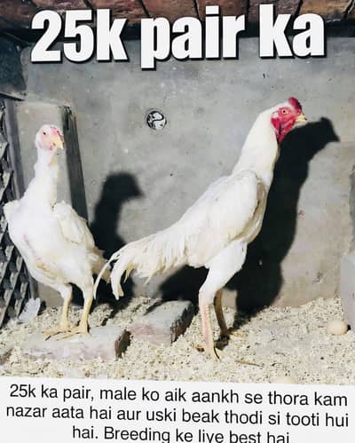 White Shamo female | Black shamo Female | german shamo | Blue shamo