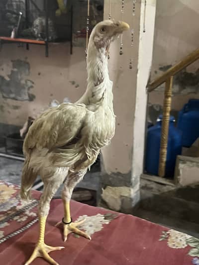 Shamo male for sale high quality ha pure