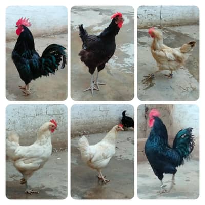 4 Adad Pure Desi Female For Sale 1 Male For sale