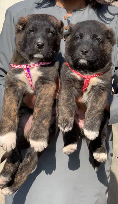 king Alabai |  Alabai puppies | security dog for sale |