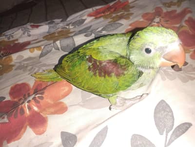 Raw kashmiri pahari chick