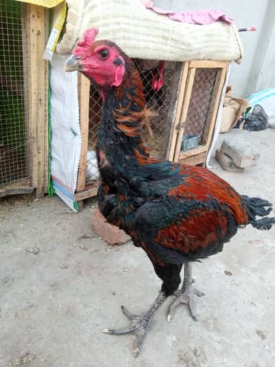 thai dragon 03209745706