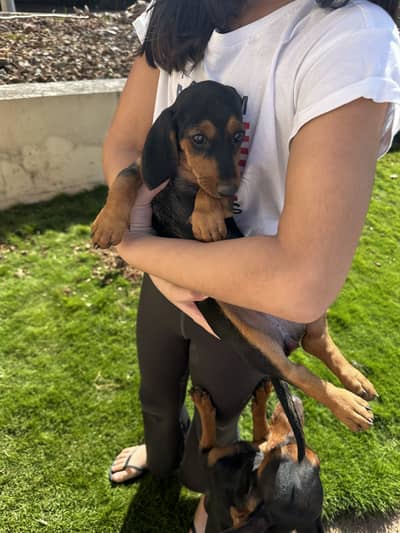 Dashund puppy 4 month old