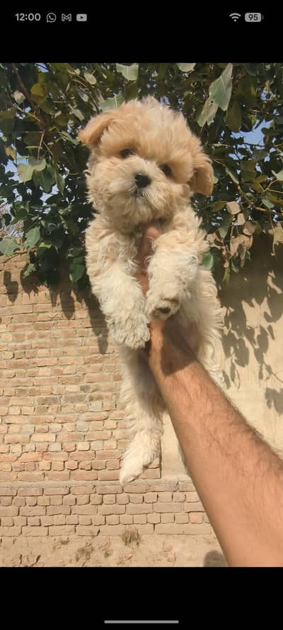 Import line poodle puppies available