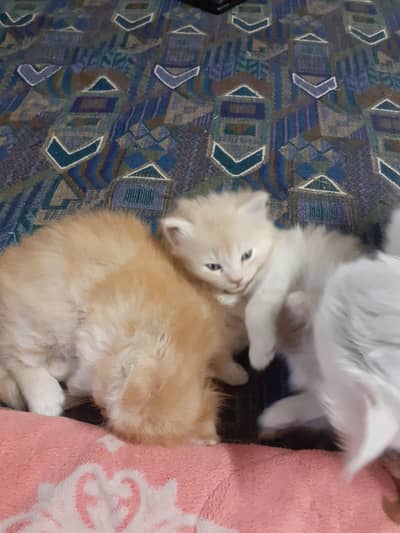 persian male cat for sale