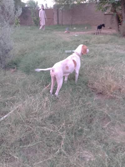 English pointer female for sale