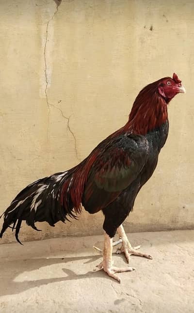 original mianwali breed