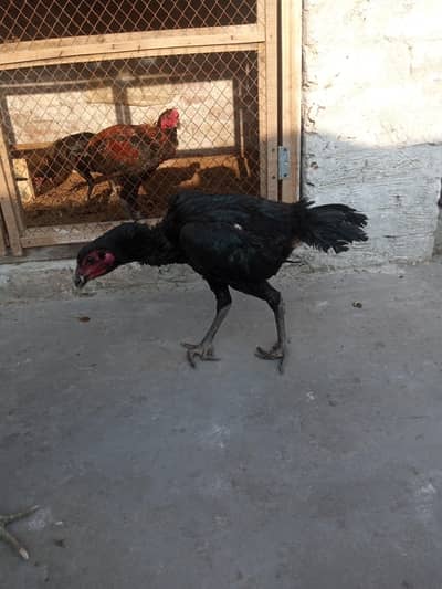 thai pakoya female 03209745706