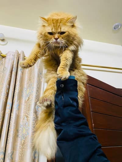 cat for sell breeder male puch face