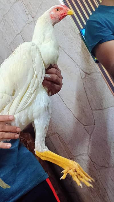 Supreme Quality King O Shamoo