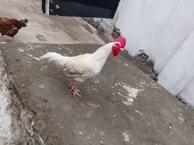 03365546154 very good. exchange with 2 Desi hen. or 3000