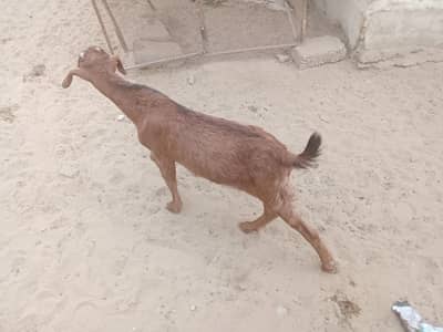 Bakra sale please buy now