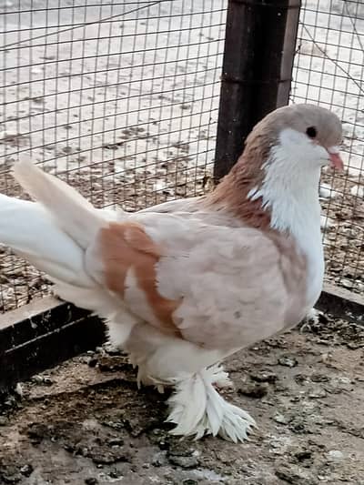 lahori shirazi pair for sale