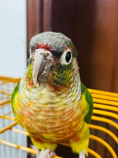 green cheek conure