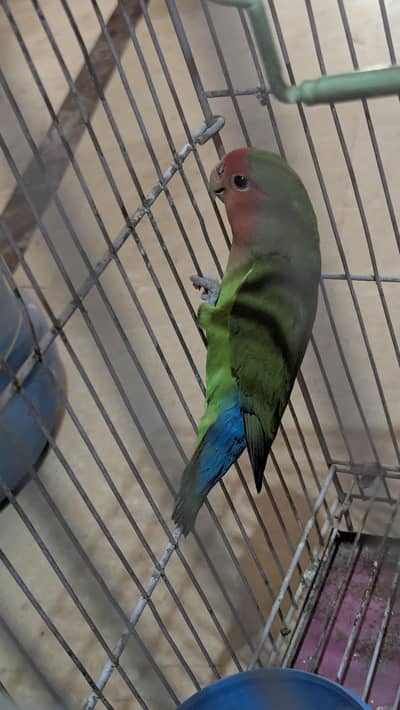 two lovebirds for sale