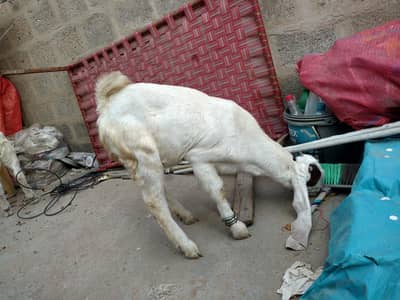 Punjab gulabi nasl korangi 5