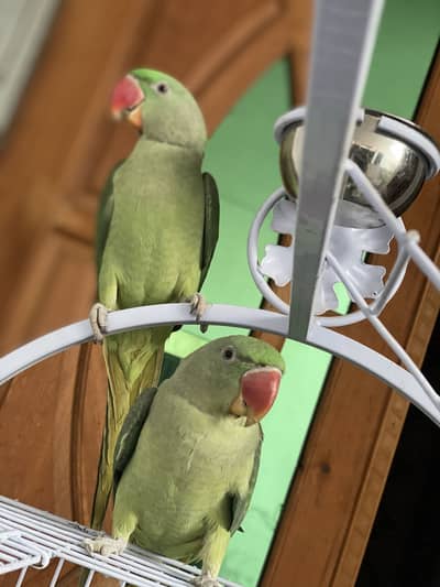 Raw parrot tame active