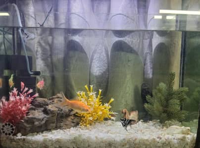 urgent sale 2 Aquariums with stand read add for more details