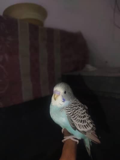 Handtamed Australian Budgie For Sale + Handtamed Cocktail Chicks