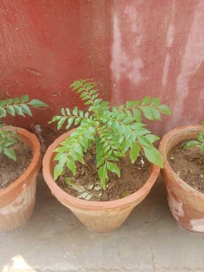 Curry Leave Plant