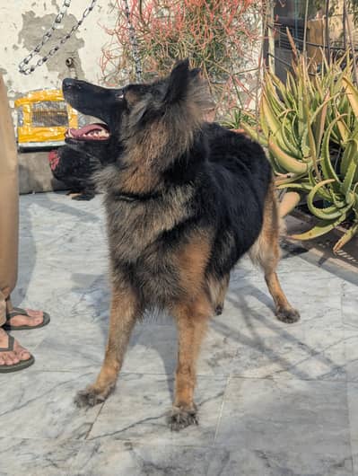 German Shepherd Female
