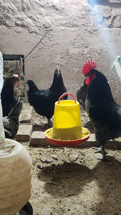 Fresh & Fertile eggs for sale