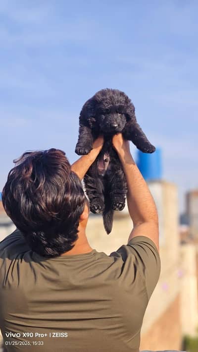 German Shepherd and 03244911352 WhatsApp