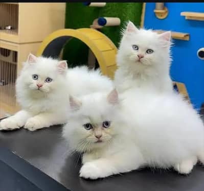 Persian cat for sale my WhatsApp number  0324-12-95-120