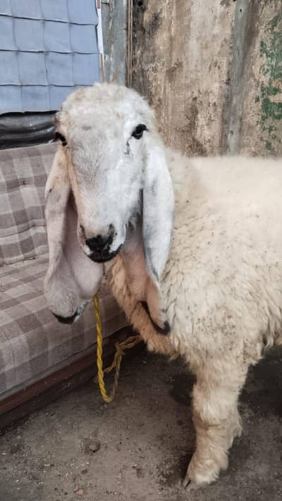 2 manth. sheep pregant