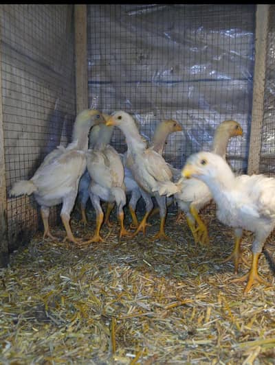 Aseel | Shamo |White O shamo | King size shamo | German shamo For Sale