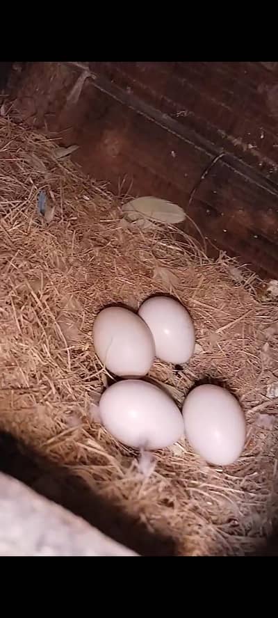 Breeder pair with fertilite eggs