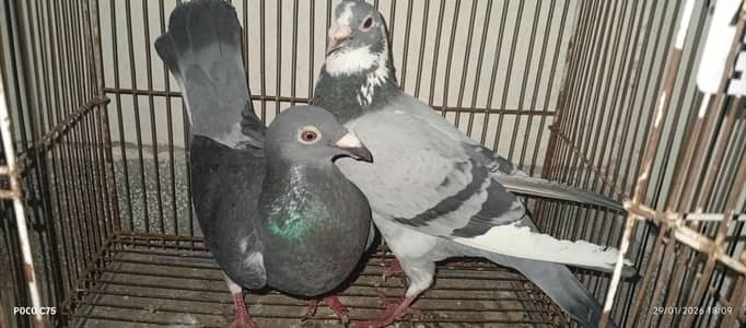 Pair of pigeons