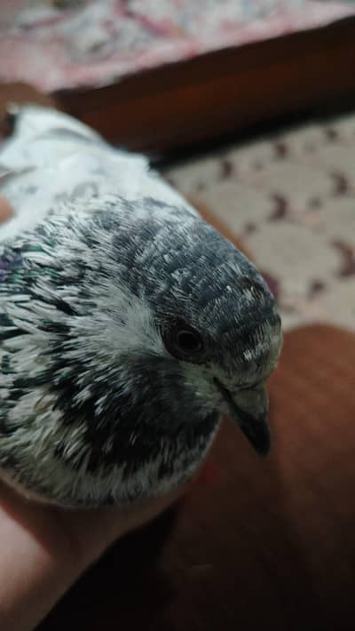 Lahori Nasal Pigeon For Sale