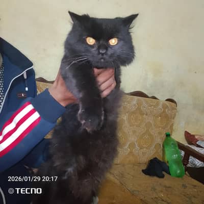 03088100155 gr ke cat ha