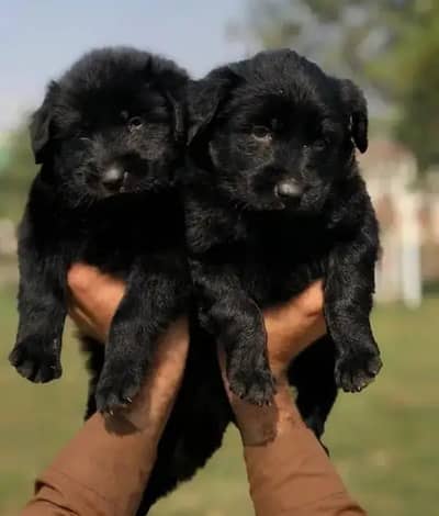 German Shepherd | black German Shepherd puppies pair | gsd dog