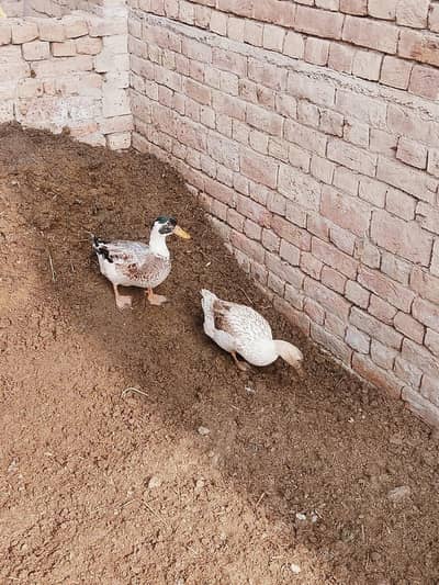 Ducks pair for sale exchange possible