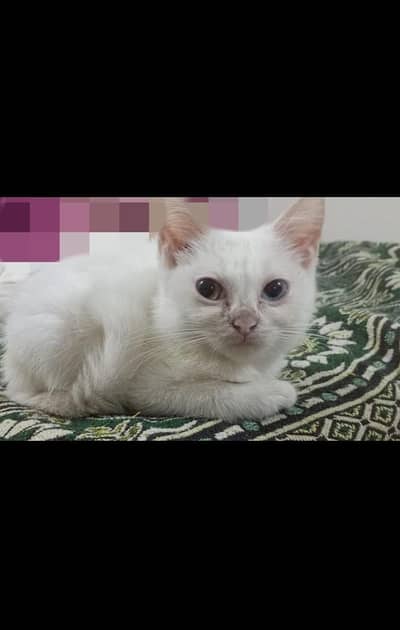Persian female cats 3  months female kittens